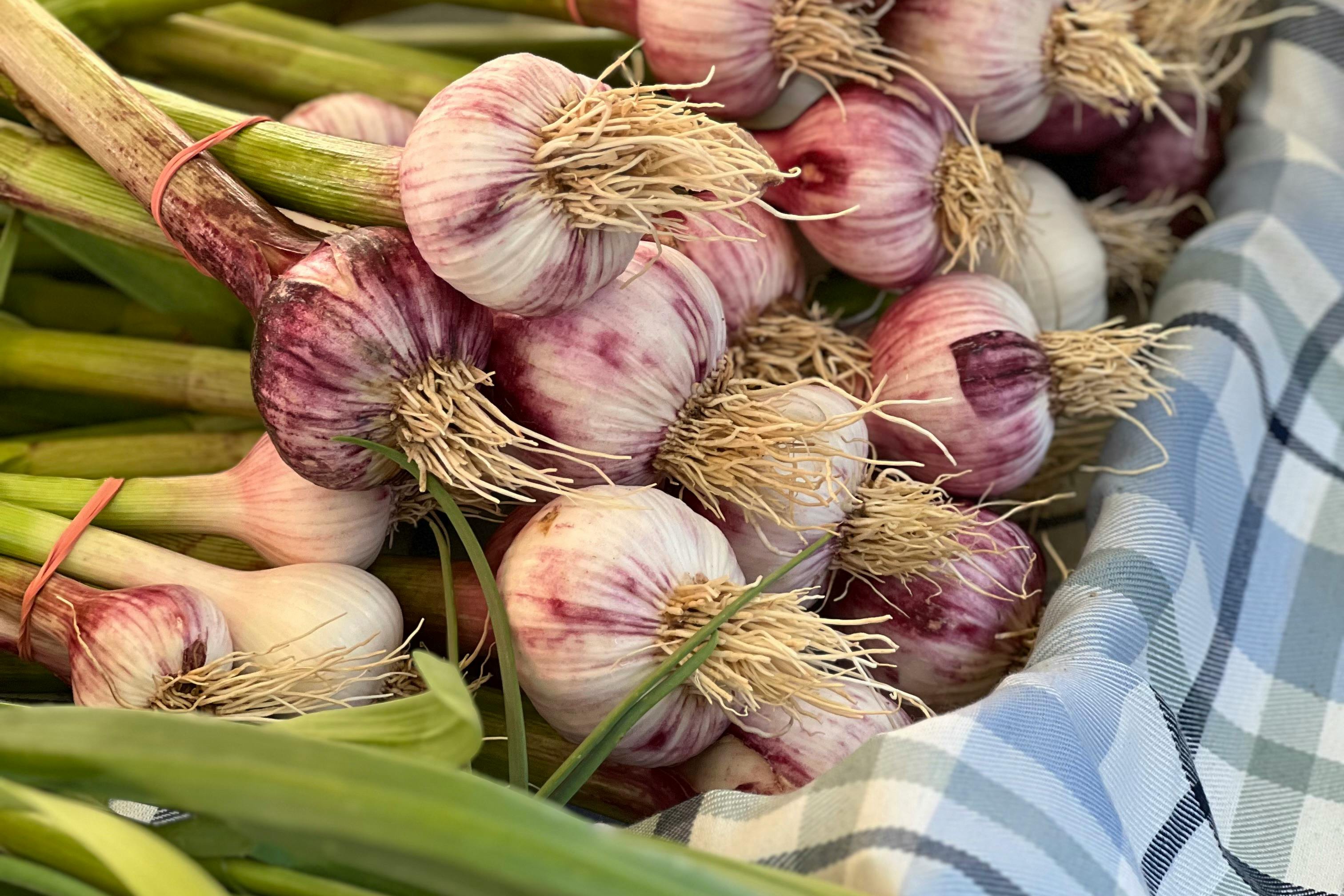 garlic bulbs